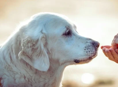 Nutrition Strength Cognitive Supplement for Dogs