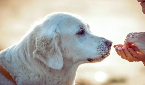 Nutrition Strength Cognitive Supplement for Dogs