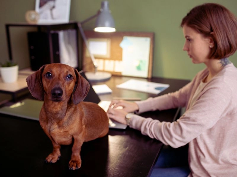 How to Choose the Right Dog Bite Lawyer