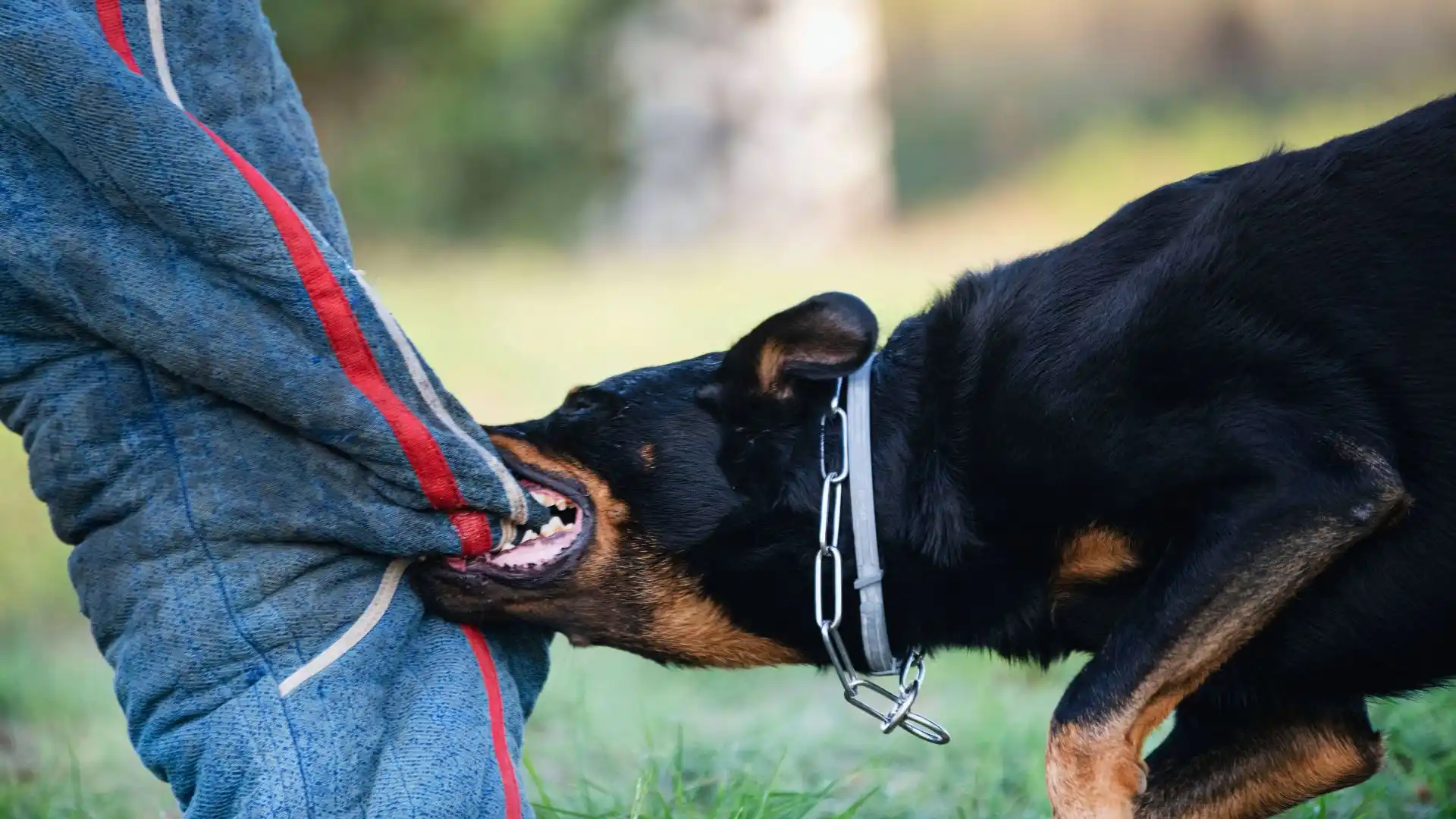 Dog Bite Injury Attorney San Antonio
